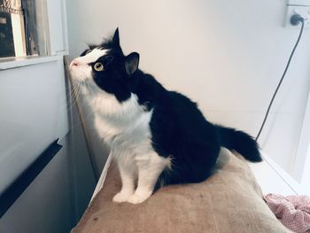 Cat sitting on a window