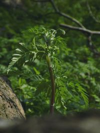 Close-up of plant growing in forest