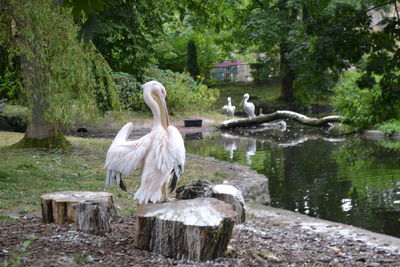 Swans on lake against trees