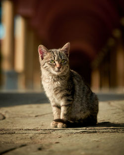 Portrait of a kitten sitting under archway in the sun