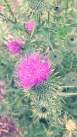 Close-up of pink flowers