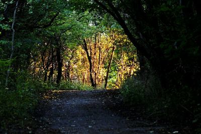 Dirt road passing through forest