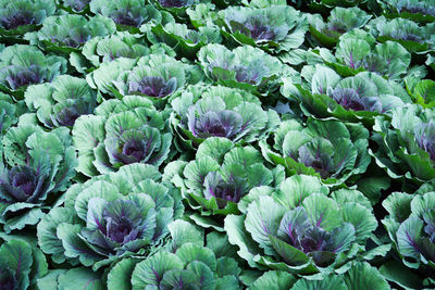 Full frame shot of fresh green plants