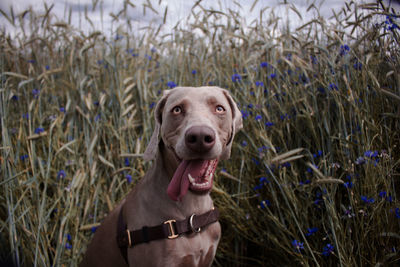 Close-up portrait of a dog on field