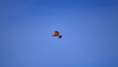 Low angle view of bird flying in sky