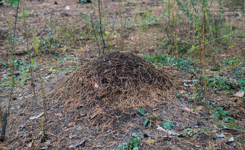 High angle view of dry plants on field