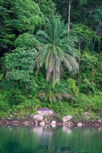 Scenic view of forest