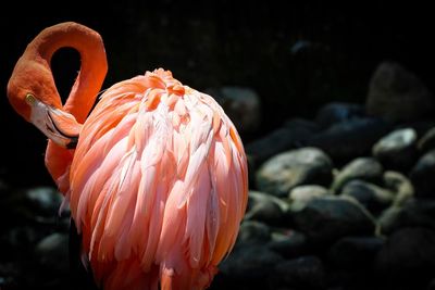 Close-up of flamingo preening outdoors