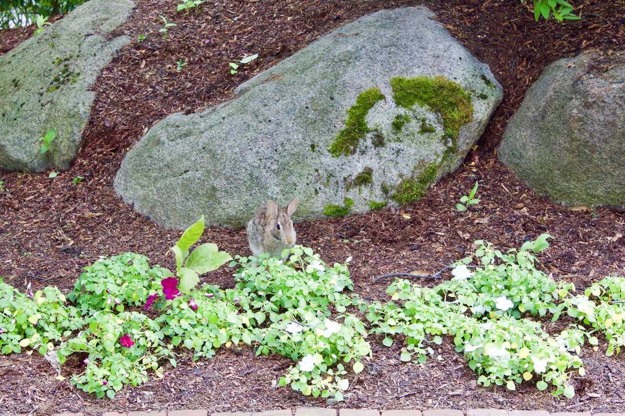 HIGH ANGLE VIEW OF PLANT GROWING ON ROCK