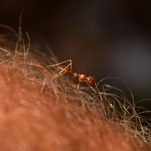 Close-up of an ant on special field