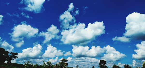 Low angle view of trees against blue sky