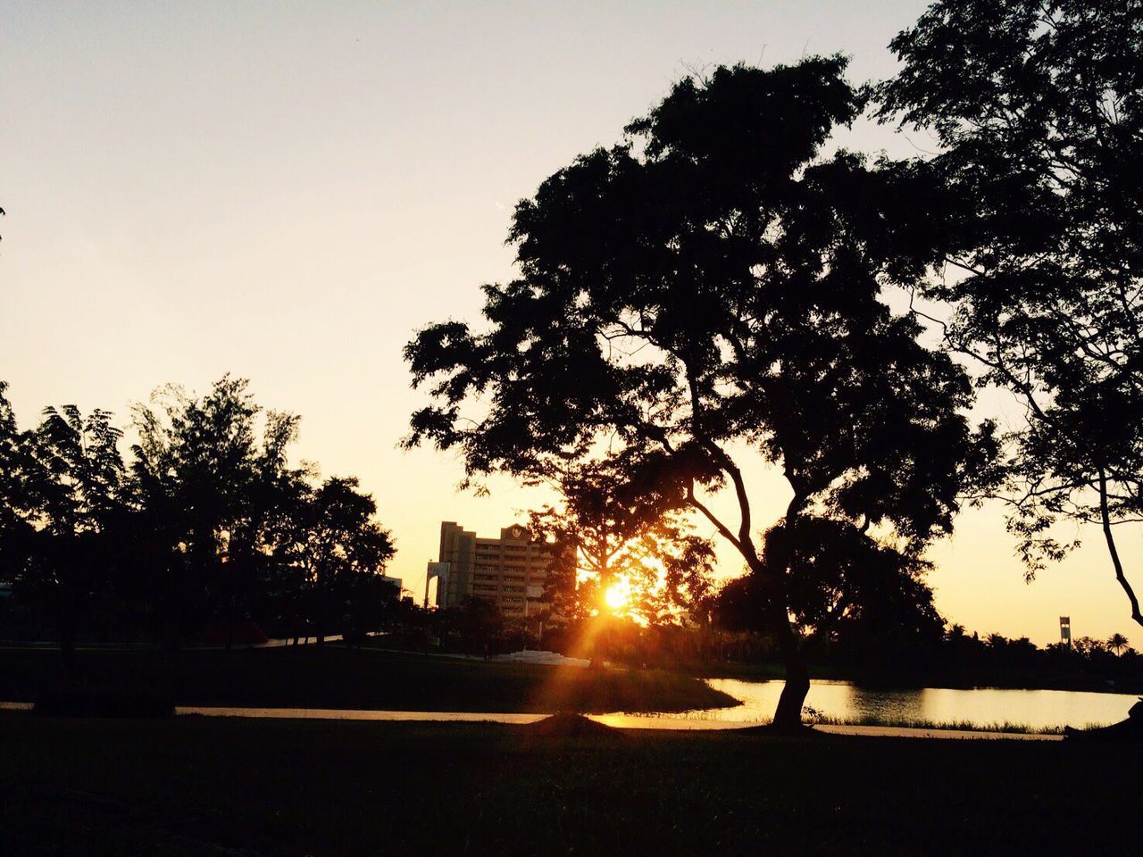 SILHOUETTE TREES IN PARK AGAINST CLEAR SKY