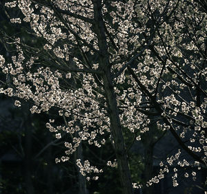 Low angle view of tree against sky