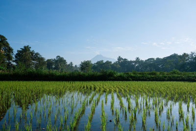 Scenic view of corn field against sky