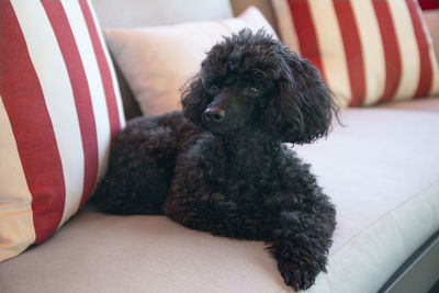 Close-up of dog relaxing on floor