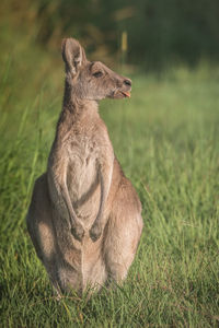 Kangaroo in a field