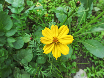 Close-up of yellow flowering plant