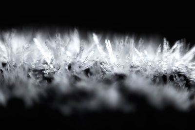 Close-up of frozen plant against black background