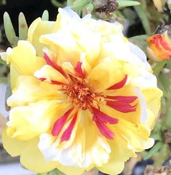 Close-up of yellow rose flower