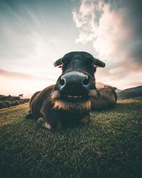 Portrait of a cow on field