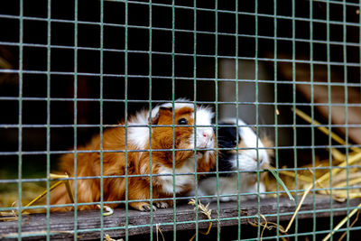 Cute guinea pigs on animal farm in hutch. guinea pig in cage on natural eco farm. 