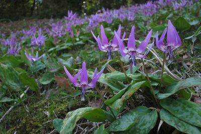 Close-up of purple flowers blooming in field