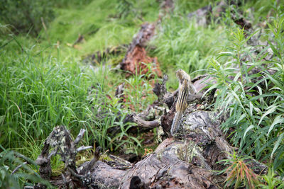 Lizard on a field