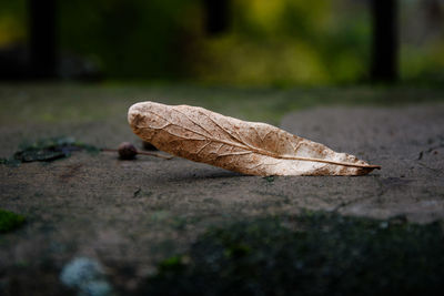 Close-up of fallen maple leaf