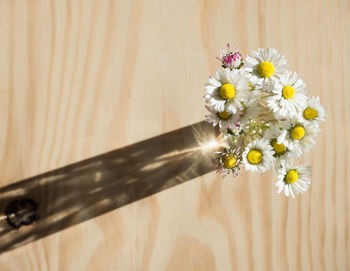 Close-up of white daisy flowers on table