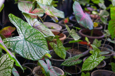 Close-up of raindrops on leaves