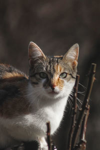 Close-up portrait of a cat