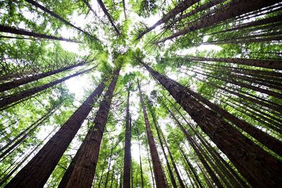 Directly below view of trees in forest