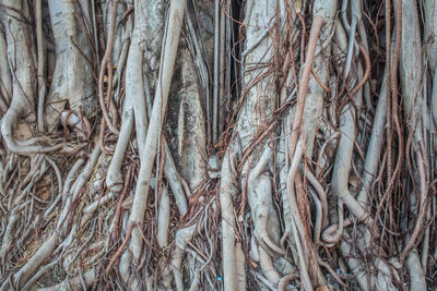 Full frame shot of tree roots