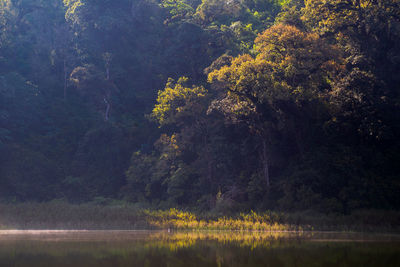 Trees by lake in forest