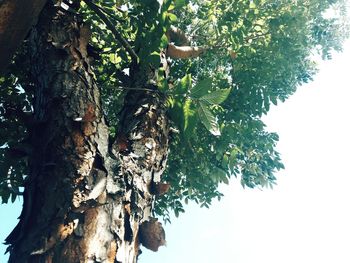 Low angle view of tree against sky