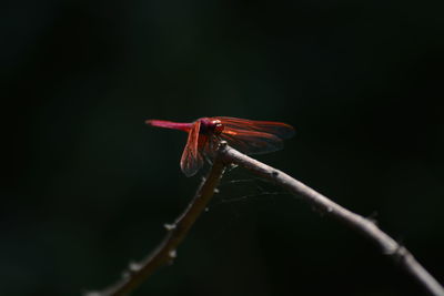 Close-up of dragonfly on twig