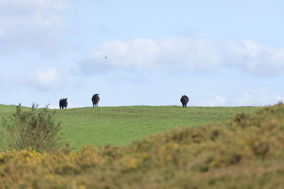 Dark black cattle stand out against the bright blue sky on a sunny summers day. selective focus