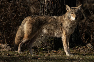 A coyote on the edge of the woods, canis latrans