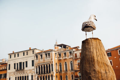 Low angle view of seagull perching on wooden post against sky