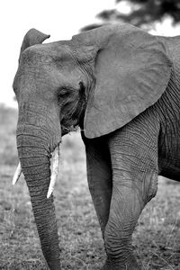 Elephant standing on field