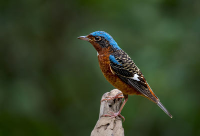 Close-up of bird perching on log