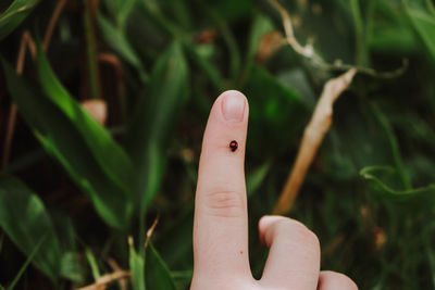 Close-up of ladybug on person finger by plants