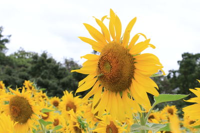 Close-up of yellow sunflower against sky