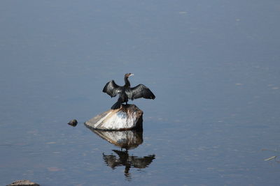 Bird perching on lake