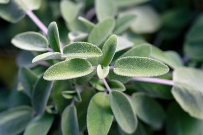 Close-up of sage plant