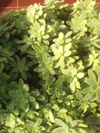 Close-up of plants