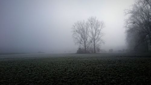 Trees on landscape against sky