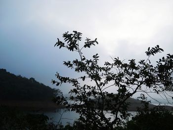 Low angle view of silhouette trees against sky