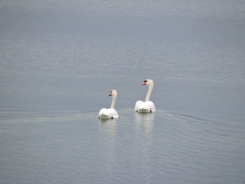 Swans swimming in lake