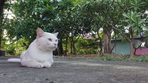Portrait of white cat sitting on tree